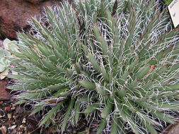 Image of Tuberose-flowered Hardy Century Plant