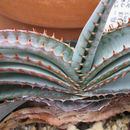 Image of Aloe suprafoliata Pole-Evans