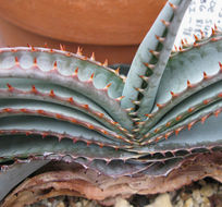 Image of Aloe suprafoliata Pole-Evans