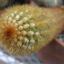 Image of Cleistocactus icosagonus (Kunth) F. A. C. Weber