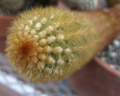 Image de Cleistocactus icosagonus (Kunth) F. A. C. Weber