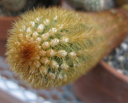 Image of Cleistocactus icosagonus (Kunth) F. A. C. Weber