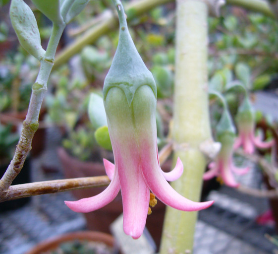 Image of Cotyledon woodii Schönl. & Baker fil.