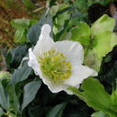 Image of black hellebore