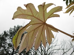 Image of <i>Tetrapanax papyrifera</i>