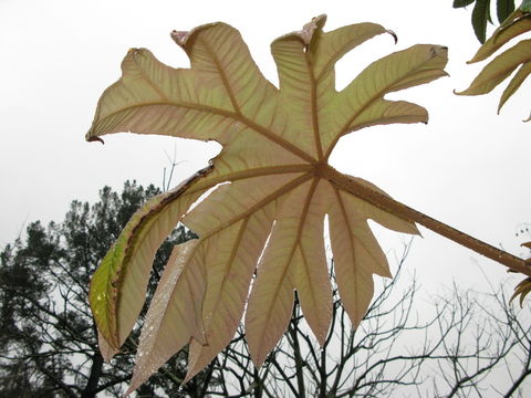 Image de <i>Tetrapanax papyrifera</i>