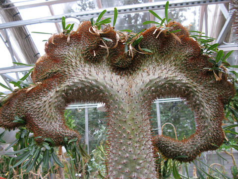 Image of Pachypodium lamerei Drake