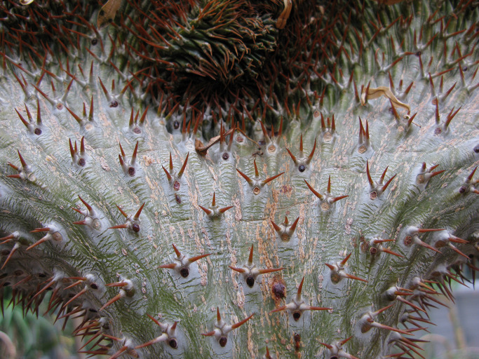 Image de Pachypodium lamerei Drake