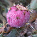 Image of Opuntia robusta H. L. Wendl. ex Pfeiff.