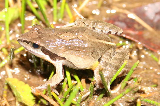 Image de Physalaemus barrioi Bokermann 1967