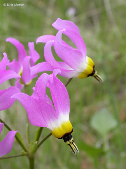 Image of Dodecatheon clevelandii var. gracile (Greene) Reveal