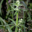 Plancia ëd Galium aparine L.