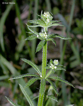 Imagem de Galium aparine L.