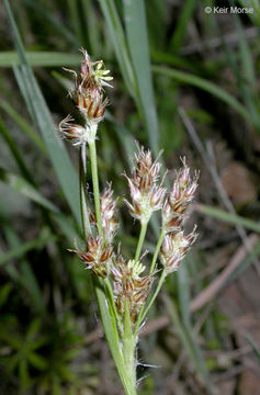 Image of Pacific woodrush