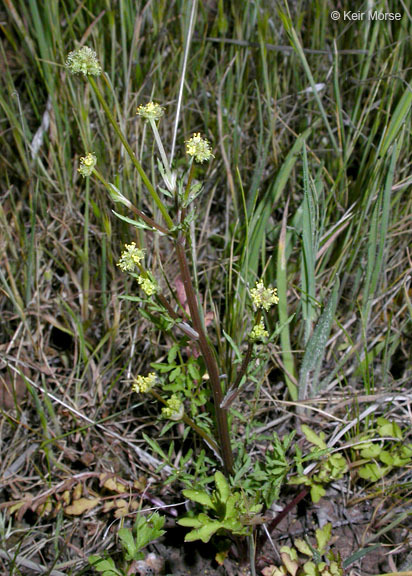 Imagem de Sanicula bipinnata Hook. & Arn.