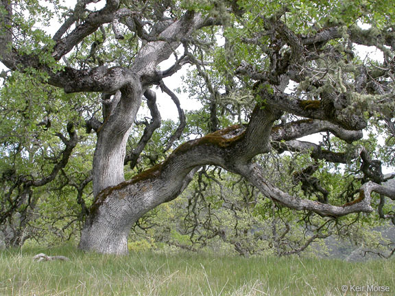 Sivun Quercus douglasii Hook. & Arn. kuva