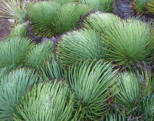 Image of Hedgehog Agave