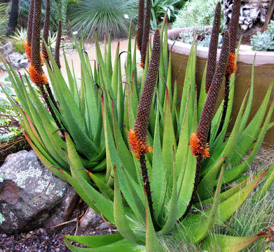 Image of Aloe castanea Schönland