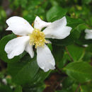 Image of Camellia grijsii Hance