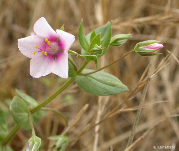 Lysimachia arvensis (L.) U. Manns & Anderb. resmi