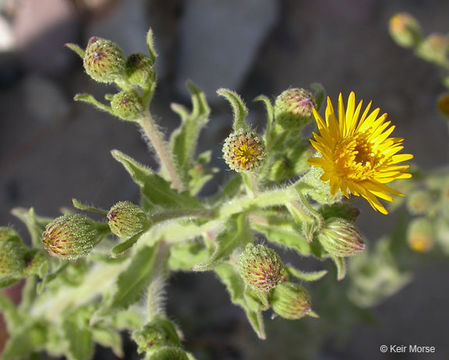 Image de Heterotheca grandiflora Nutt.