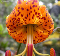 Lilium humboldtii subsp. ocellatum (Kellogg) Thorne resmi