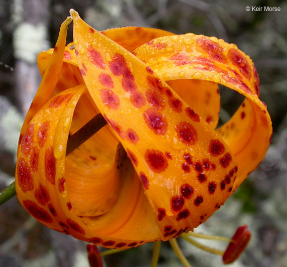 Lilium humboldtii subsp. ocellatum (Kellogg) Thorne resmi