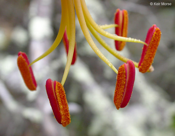 Lilium humboldtii subsp. ocellatum (Kellogg) Thorne resmi