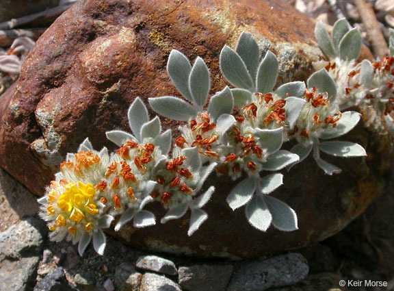 Image of <i>Acmispon argophyllus</i> var. <i>niveus</i>