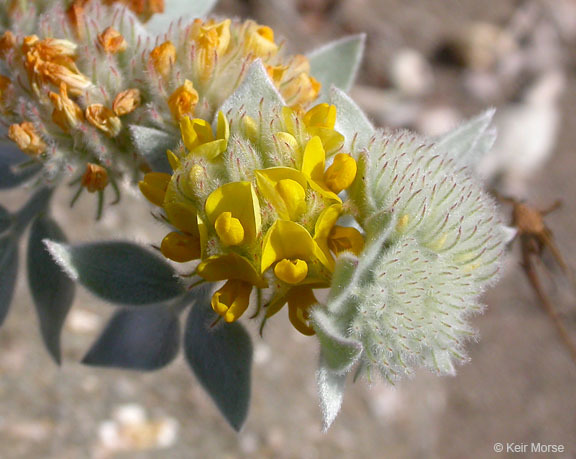 Image of <i>Acmispon argophyllus</i> var. <i>niveus</i>