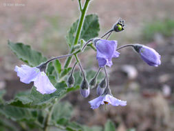 Image of Catalina nightshade