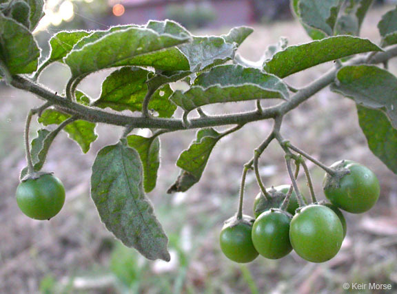 Image of Catalina nightshade