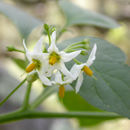 صورة Solanum douglasii Dun.