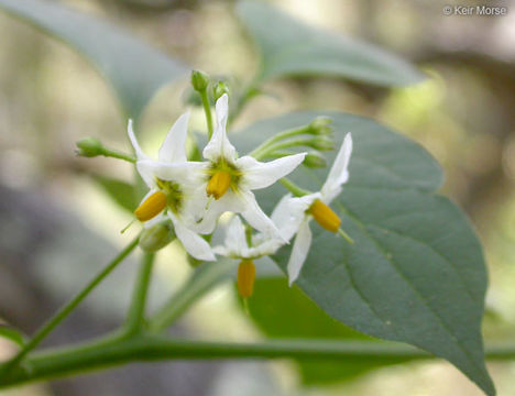 Image of greenspot nightshade