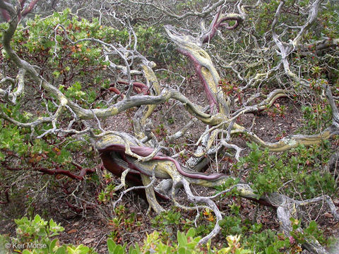 Слика од Arctostaphylos viridissima (Eastw.) Mc Minn