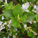 Sivun Ceanothus arboreus Greene kuva