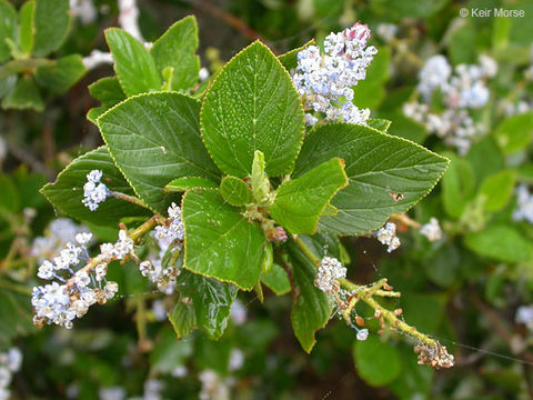 Image of feltleaf ceanothus