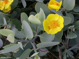 Image of Harford's tree poppy