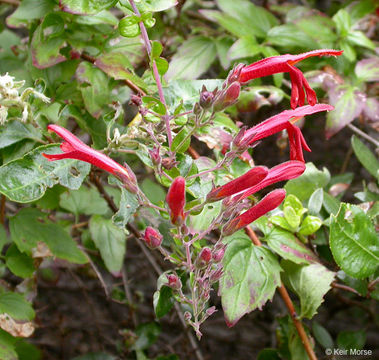 Keckiella cordifolia (Benth.) Straw resmi