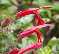 Image of heartleaf keckiella