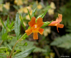 Image of <i>Mimulus flemingii</i> x longiflorus