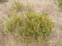 Image of <i>Mimulus flemingii</i> x longiflorus