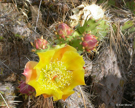 Image of Coastal Prickly-pear