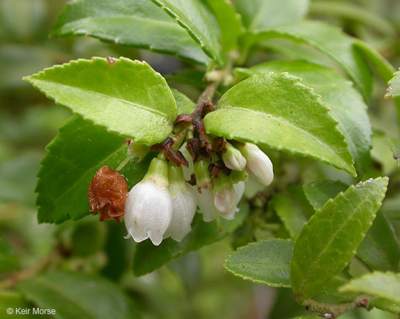 Image of evergreen huckleberry