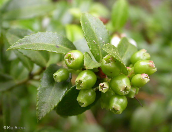 Image of evergreen huckleberry