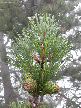 Image of Bishop pine