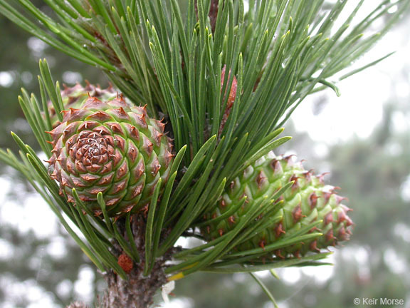 Image of Bishop pine