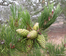 Image of Bishop pine