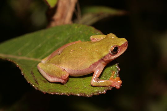 Imagem de Dendropsophus elianeae (Napoli & Caramaschi 2000)