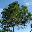 صورة Chaetocarpus